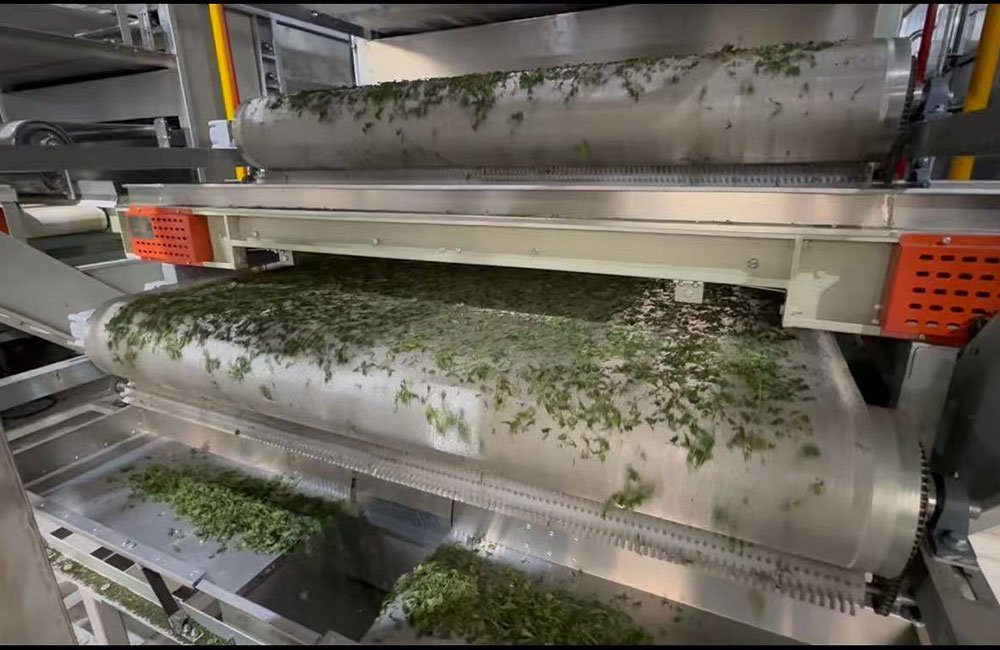 Matcha Explained: From Tradition to a Growing Global Industry 9 matcha quality control