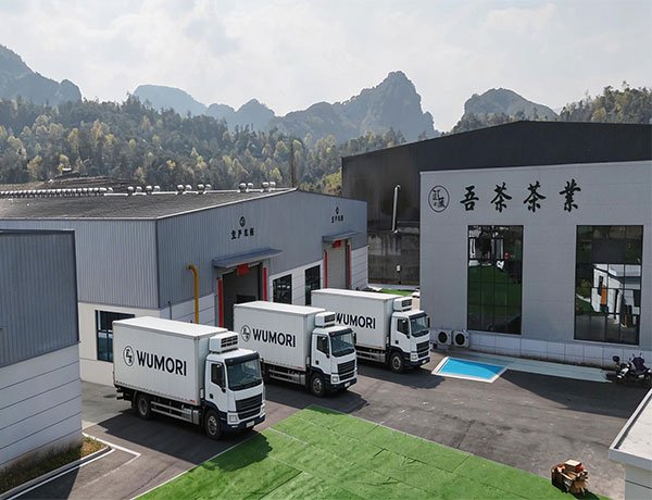 WUMORI wuyi matcha hometown of organic tea organic matcha wholesale