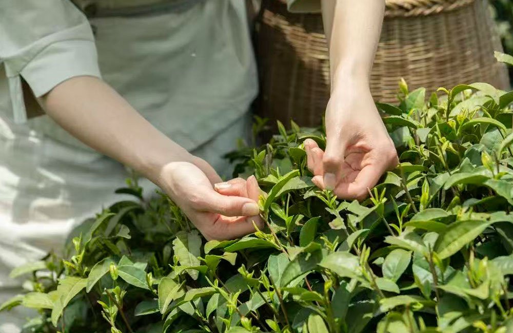 Matcha Explained: From Tradition to a Growing Global Industry 7 matcha quality control