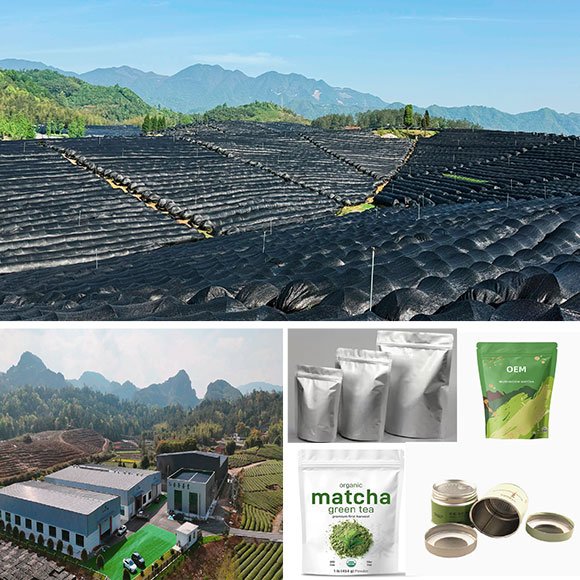 About us 1 global matcha manufacturer supplier WUMORI