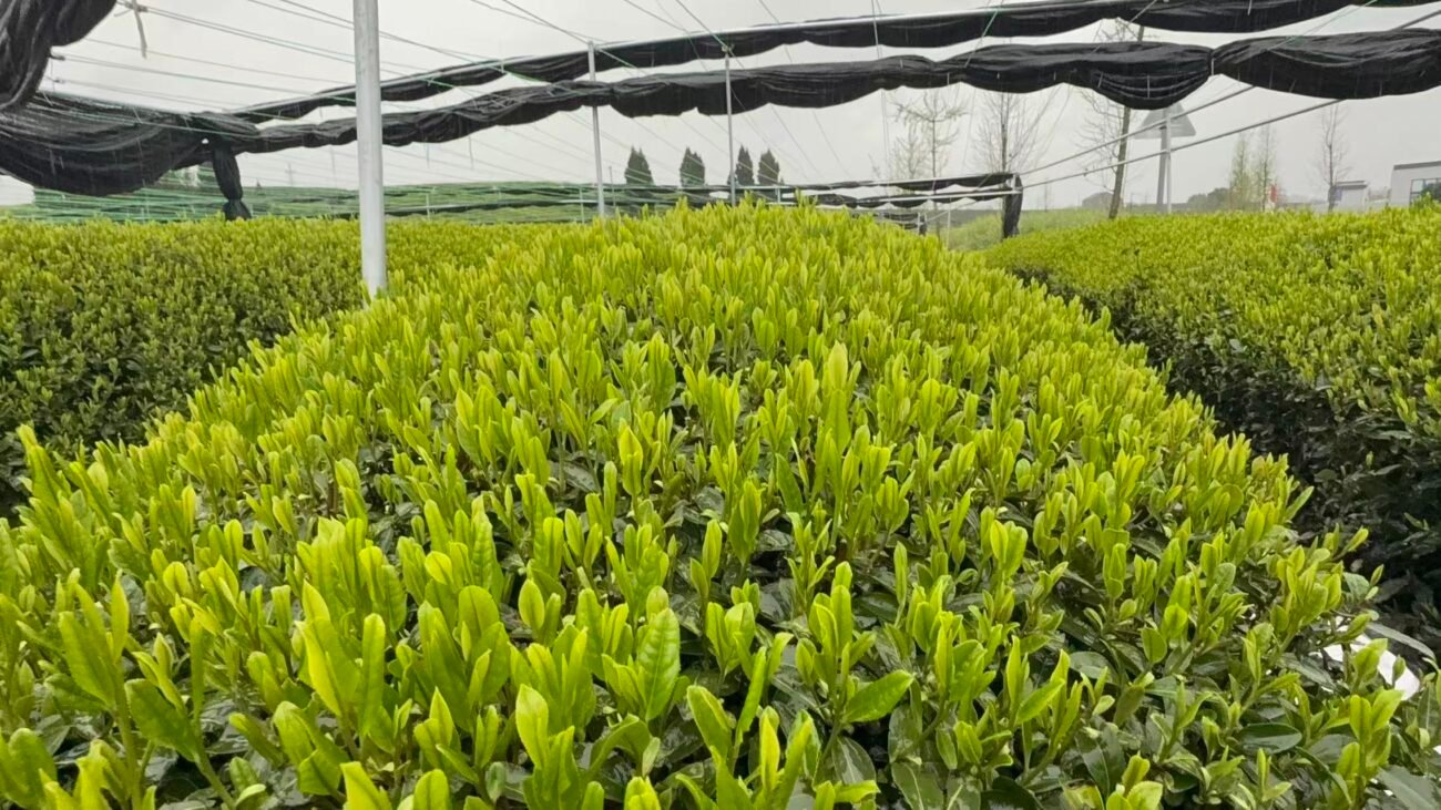 How to Choose High-Quality Matcha for Your Business 5 high quality green tea leaves matcha