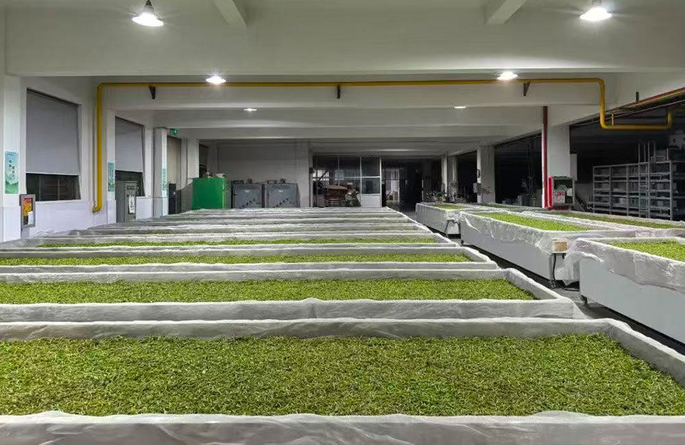 Matcha Explained: From Tradition to a Growing Global Industry 6 matcha quality control