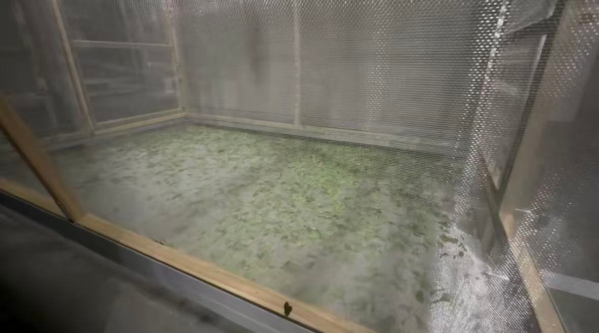 How to Choose High-Quality Matcha for Your Business 8 matcha leaf sorting process