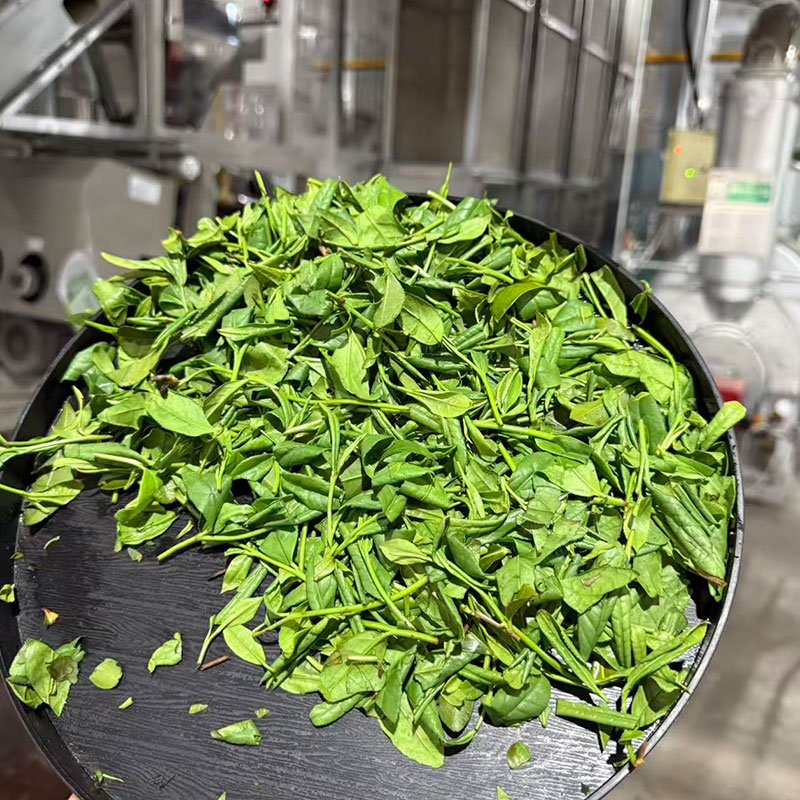 Wholesale 4 matcha raw leaf processing