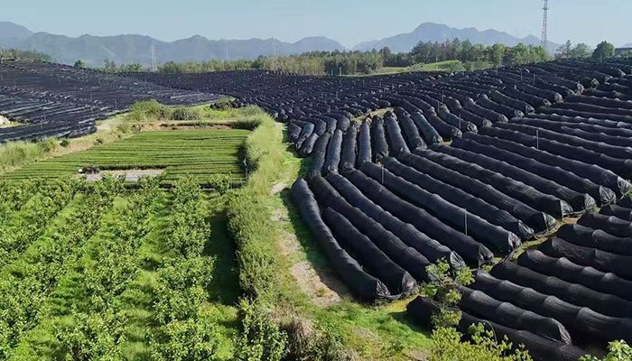 Wholesale 1 shade grown tea leaves for high quality matcha