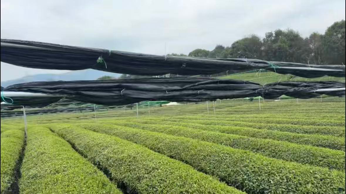 How to Choose High-Quality Matcha for Your Business 6 shade grown matcha tea farm