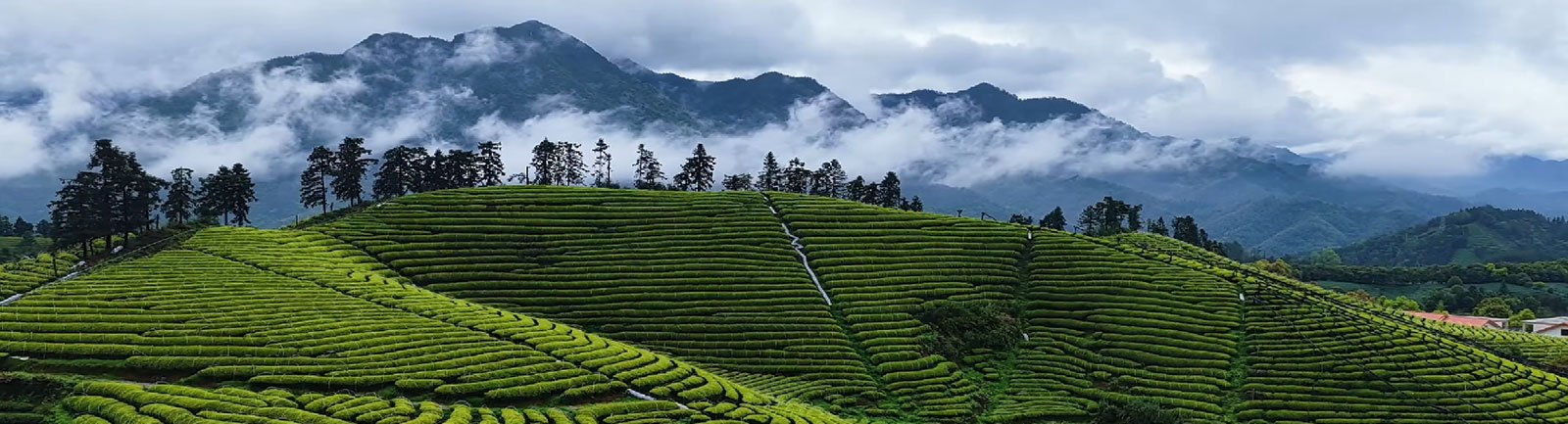 matcha tea garden mist