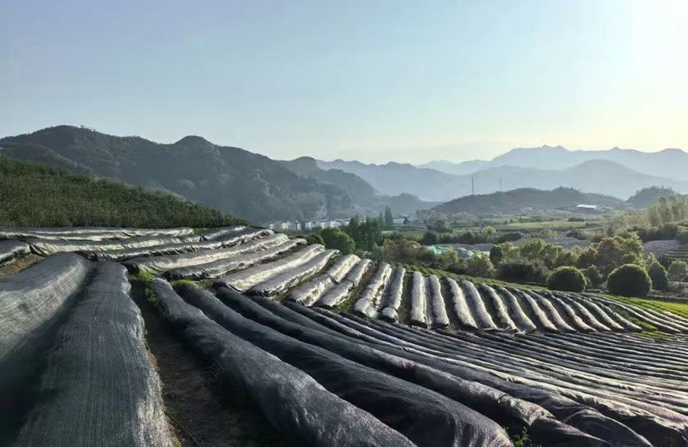 Matcha Explained: From Tradition to a Growing Global Industry 5 matcha quality control