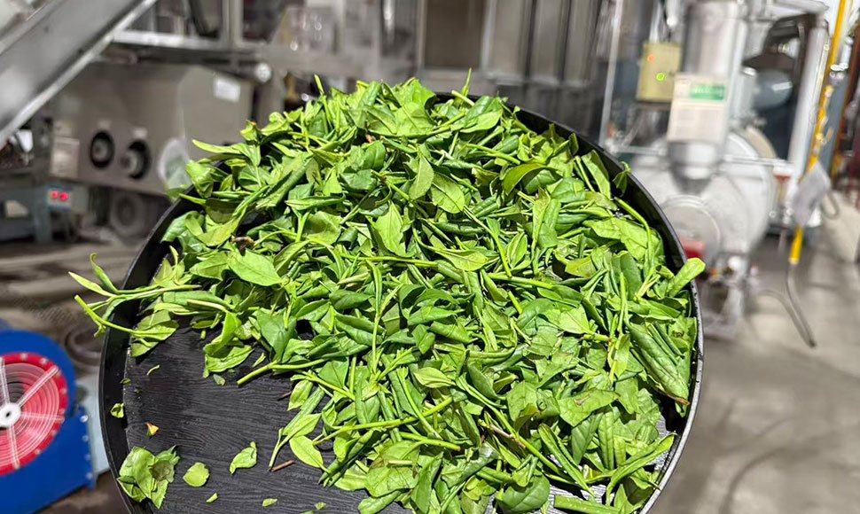 WUMORI premium matcha production in china organic farm japanese standards global supply