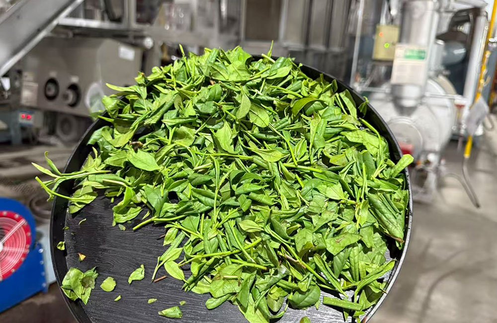 Matcha Explained: From Tradition to a Growing Global Industry 10 matcha quality control