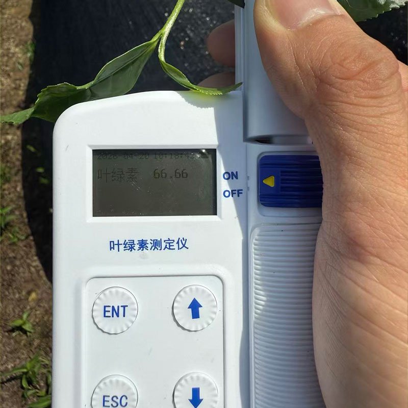 Wholesale 3 tencha leaf quality analysis