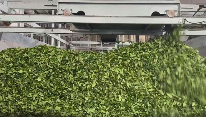 China vs Japan Matcha: What Buyers Need to Know 8 fresh tea leaves for matcha production