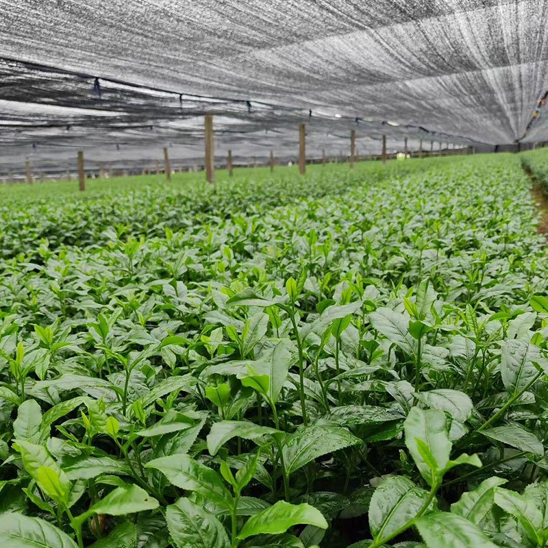 Wholesale 2 tencha shading tea field